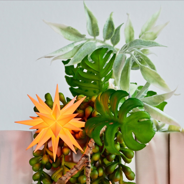 Preview: Sonderedition 2026 - Miniaturstern in apricot